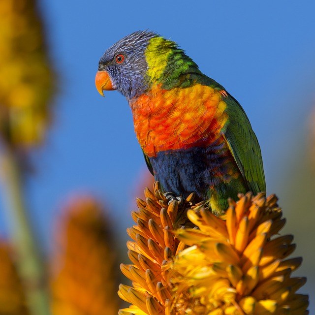 animal-1835671_640.jpg