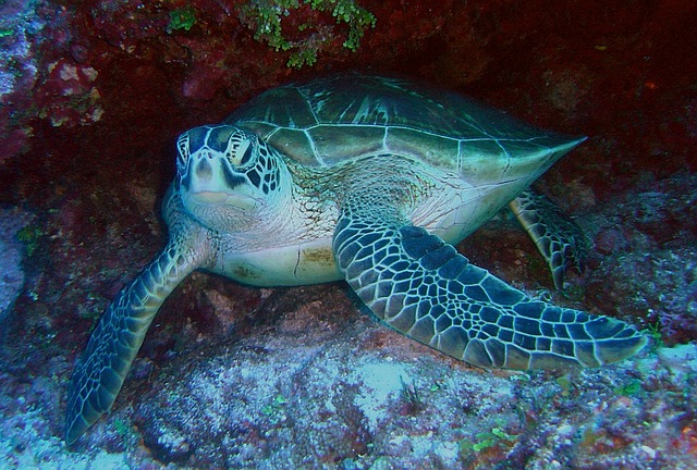 green-sea-turtle-79945_640.jpg