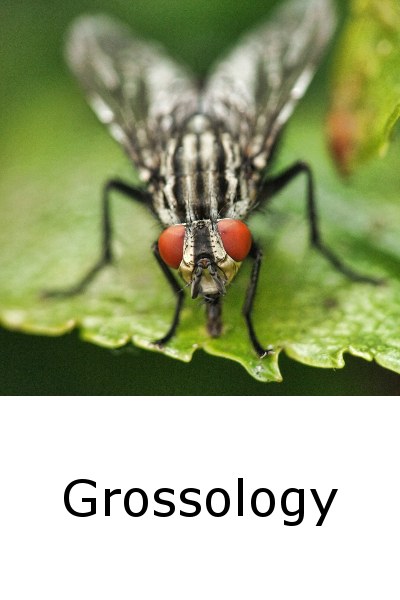 Grossology