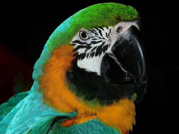 Colorful Parrot- 600x450