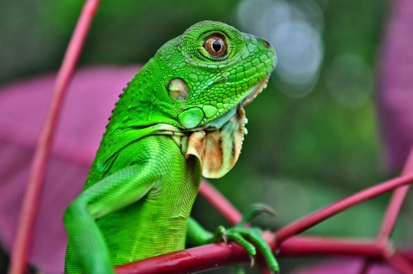 iguana-604x401.jpg