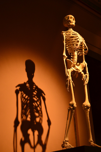 skeleton-400x600.jpg